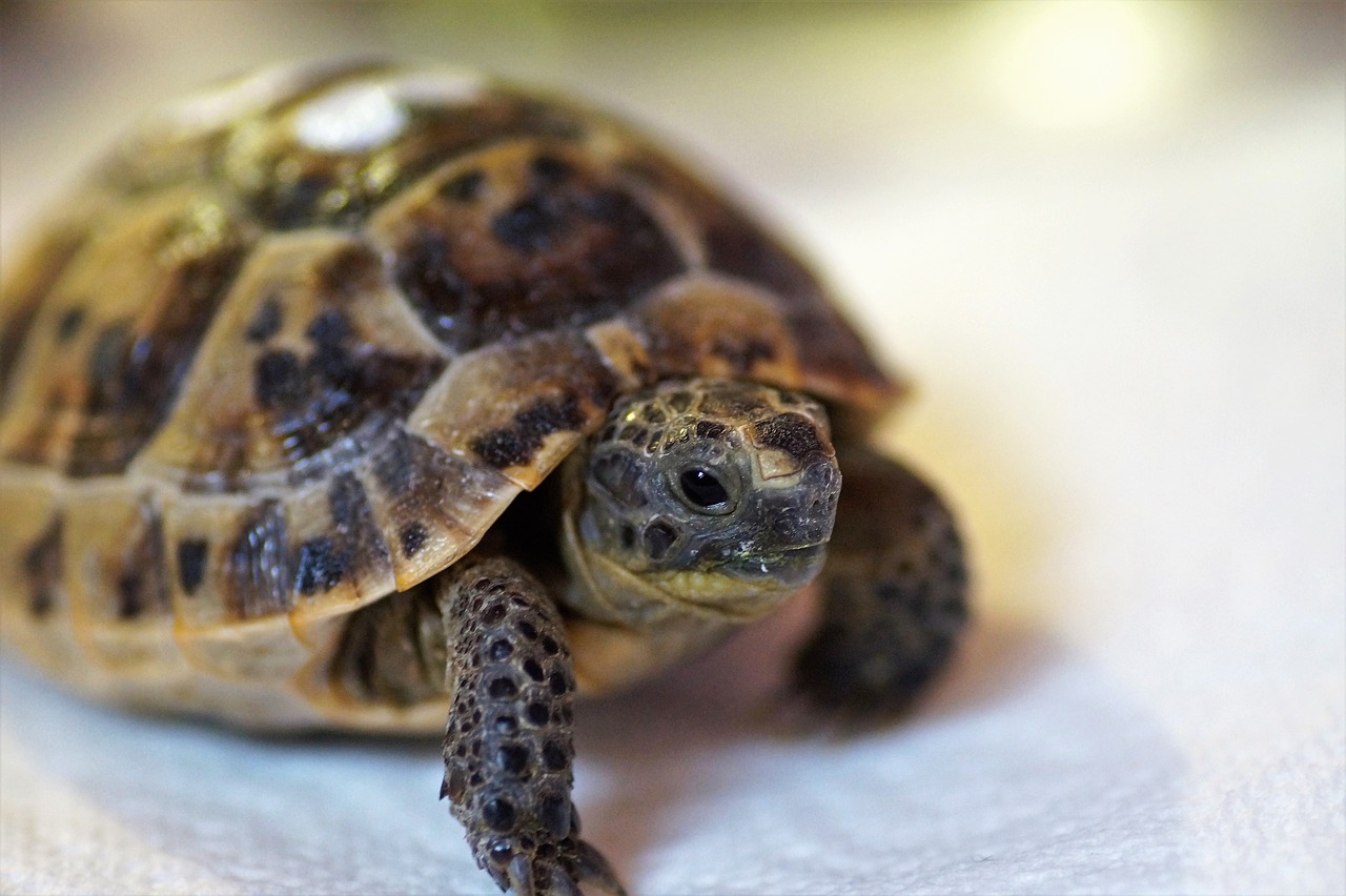 tortue-terrestre-vision-couleurs