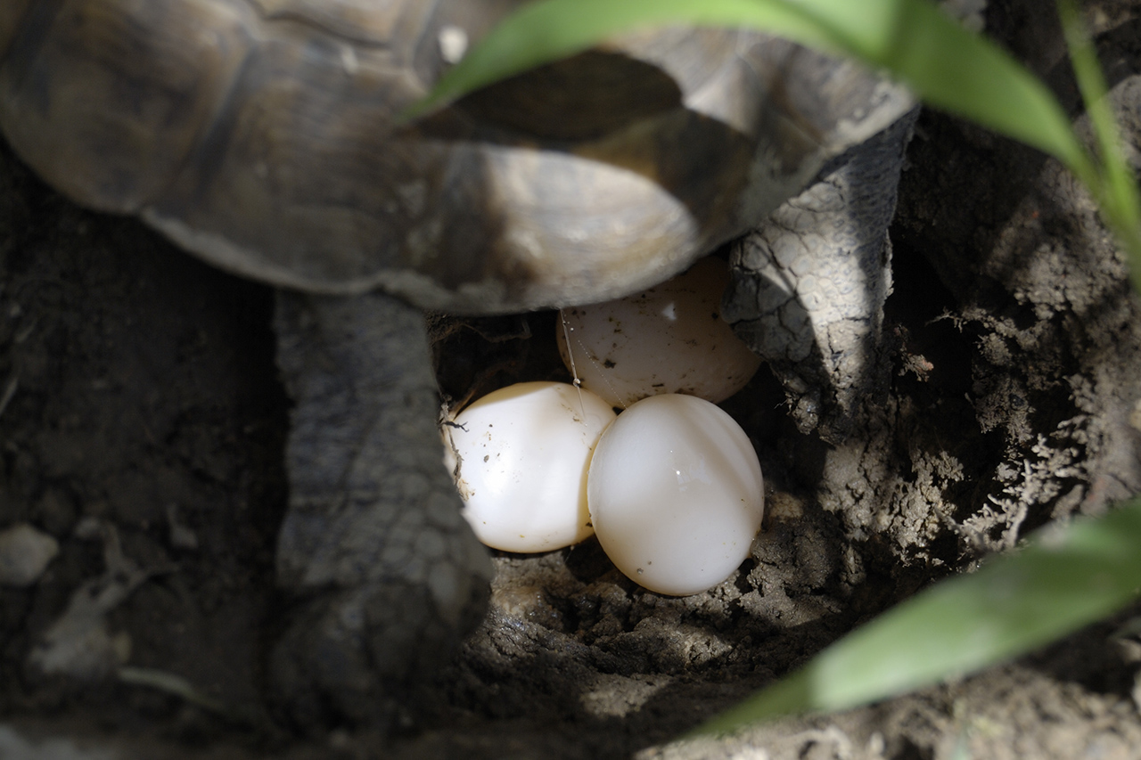 incubation-chez-tortue-terrestre