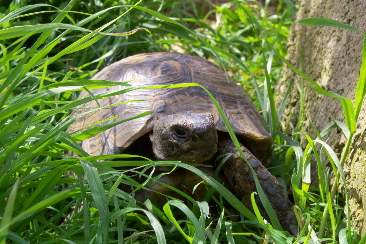 morsure-chien-tortue-terrestre